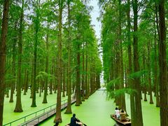 -渌洋湖湿地公园