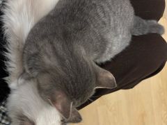 -有喵·猫咖·狗咖·30几只猫10只小狗(岗厦店)