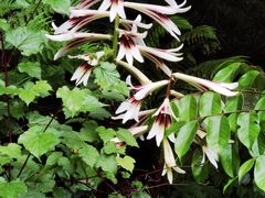 -西岭雪山大飞水景区