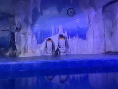 -多彩贵州城极地海洋世界