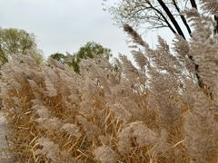 -野鸭湖国家湿地公园