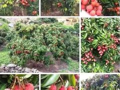-从化深英荔枝黄皮龙眼采摘园