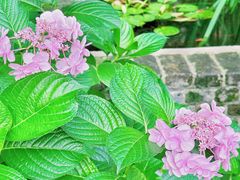 -谷咖啡·鲜花绿植花园餐厅