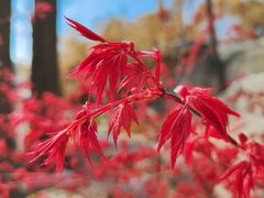-崂山仰口游览区