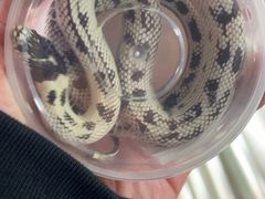 -酷以爬仙阁实体爬宠店·守宫·蜥蜴·专业繁育