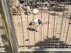 -深圳野生动物园