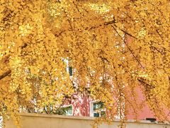 -三里屯东五街银杏大道