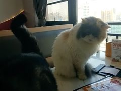 -喵园·猫主题咖啡厅·撸猫·猫咖(国贸店)