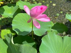 -翠湖国家城市湿地公园