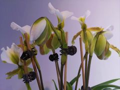 -北京植物园-展览温室