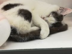 -猫小院猫主题餐厅(三里屯店)
