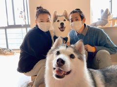 -Husky Go! 哈士奇体验馆·宠物咖啡厅狗咖