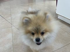 -宠福鑫动物医院·动物疾病诊疗中心(天通苑店)