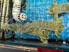 -醉壹号海鲜大排档(厦门店)