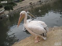 -新疆天山野生动物园