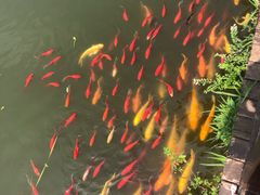 -武汉紫薇都市田园