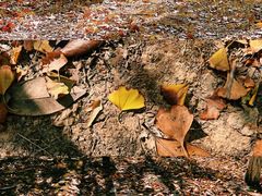 -艾溪湖湿地公园