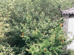 -老张烤羊(王哥庄店)