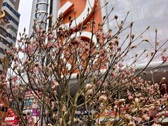 -越秀西湖花市(广州城市广场花卉店)