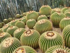 -深圳仙湖植物园