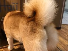 -柴务处·柴犬主题狗咖