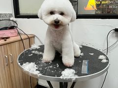-小呆的宠物店·宠物售卖·宠物寄养(城西店)
