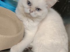 -瑞鹏宠物医院·超声·骨科·奇麟分院(蜀都万达店)