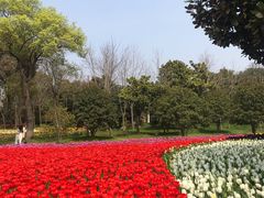 -上海鲜花港