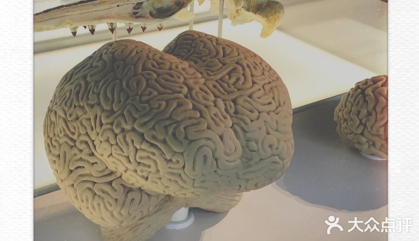 皇家bc博物馆：新的虎鲸展