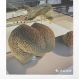 皇家bc博物馆：新的虎鲸展