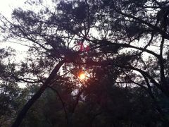 -金鸡山公园