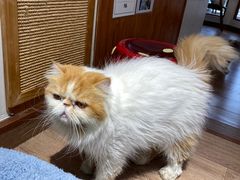 -有猫主题·治愈系猫咖(曾厝垵店)