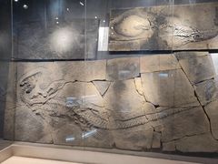 -甘肃地质博物馆