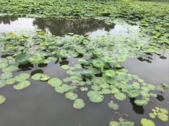 -白鹭湾湿地公园