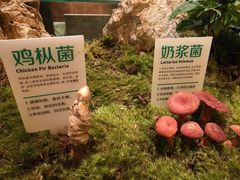 -蔼若春.传承三十年云南菜(金碧公园店)