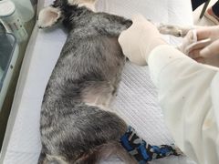 -邢大夫动物医院