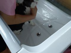 -70cat德文卷毛猫·缅因猫纯种猫舍