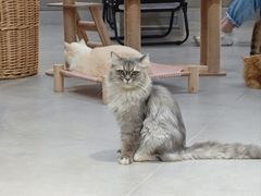 -Heymao猫咖.咖啡厅(东门店)