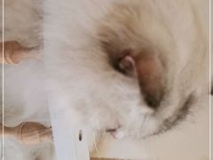 -猫域·湾主题猫咖·宠物吧(南坪城市广场店)