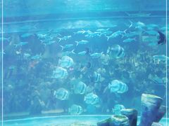 -顺德南宏海立方海洋公园