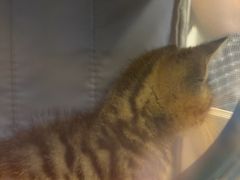 -宠颐生汉谟拉比宠物医院