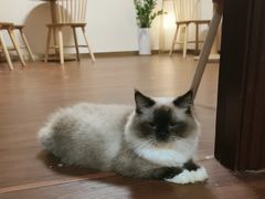 -楼上猫咖(罗湖店)