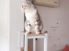 -共舞时光猫咖·狗咖(新街口店)