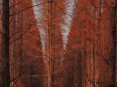 -黄海国家森林公园