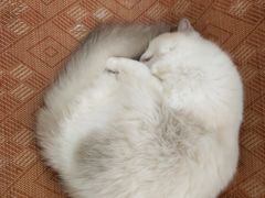 -momokira米努特·德文卷毛猫·棉花面纱犬