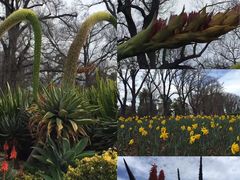 -墨尔本皇家植物园