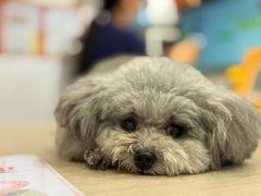 -宠物星动物医院·眼科·异宠·猫科(江南大道总院)