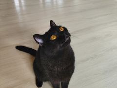 -豆逗聊愈猫阁Easy Life