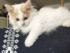-平行世界·猫咖(首经贸店)