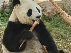 -石家庄市动物园